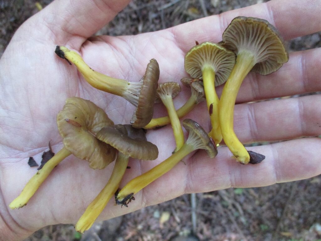 a group of yellowfoot chanterelles