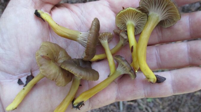 a group of yellow-foot chanterelles a group of yellow-foot chanterelles