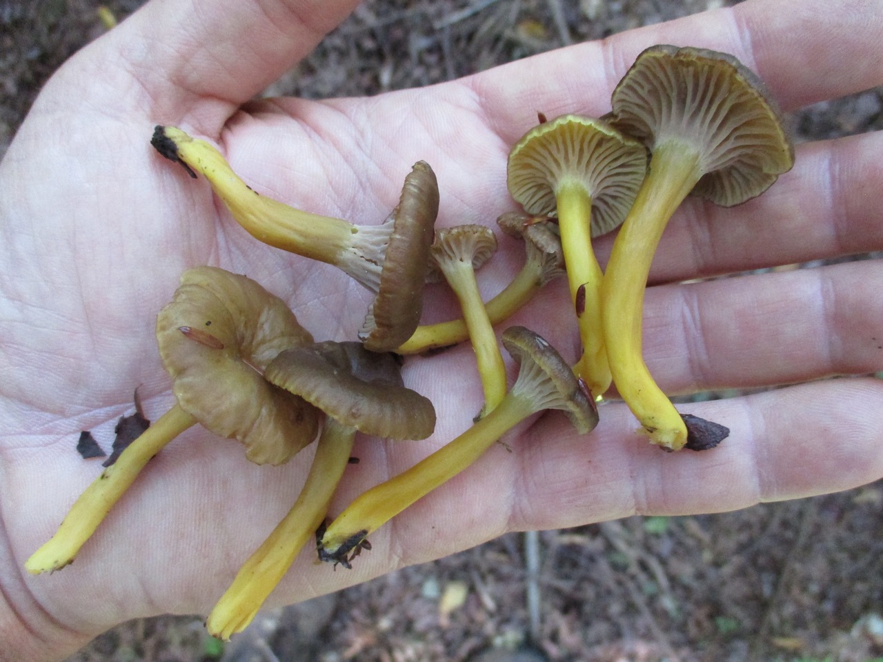 Where to find Yellowfoot Chanterelles? MushroomStalkers