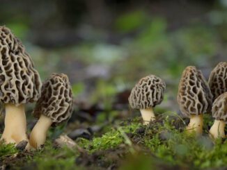 morels