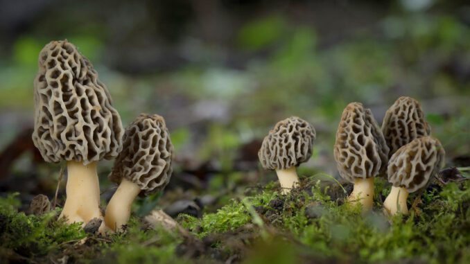 morels