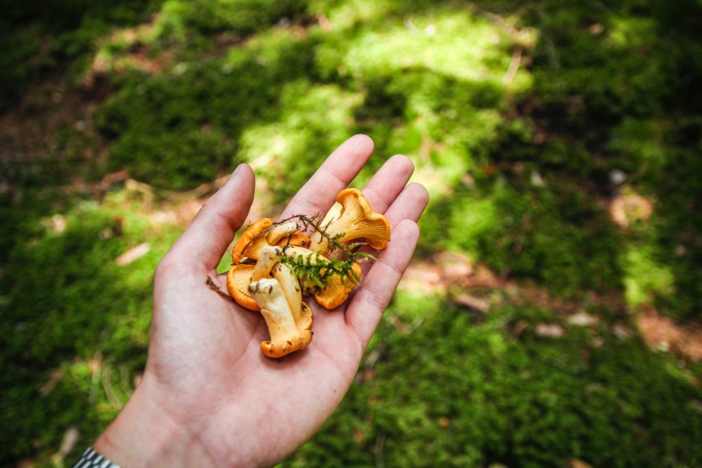 where to find golden chanterelle