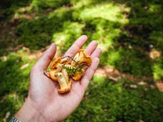 He finds golden chanterelle