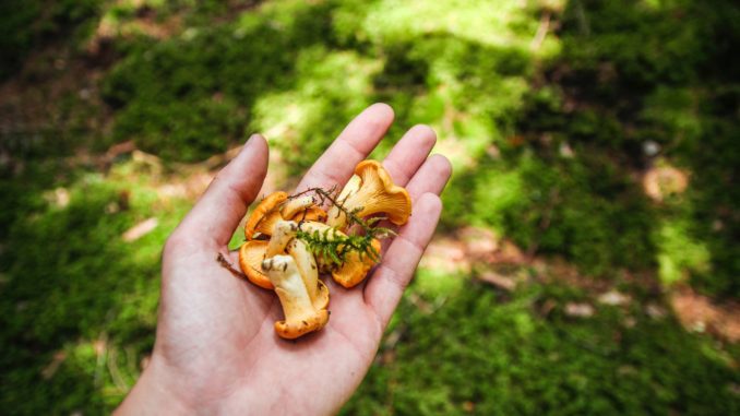 He finds golden chanterelle