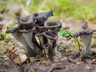 black trumpets