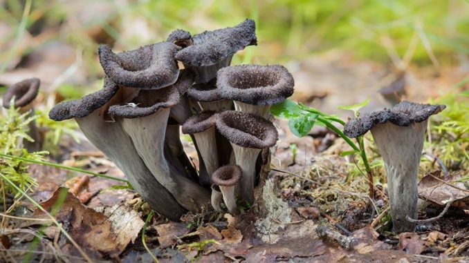 black trumpets