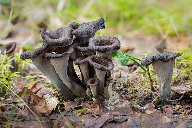 black trumpets