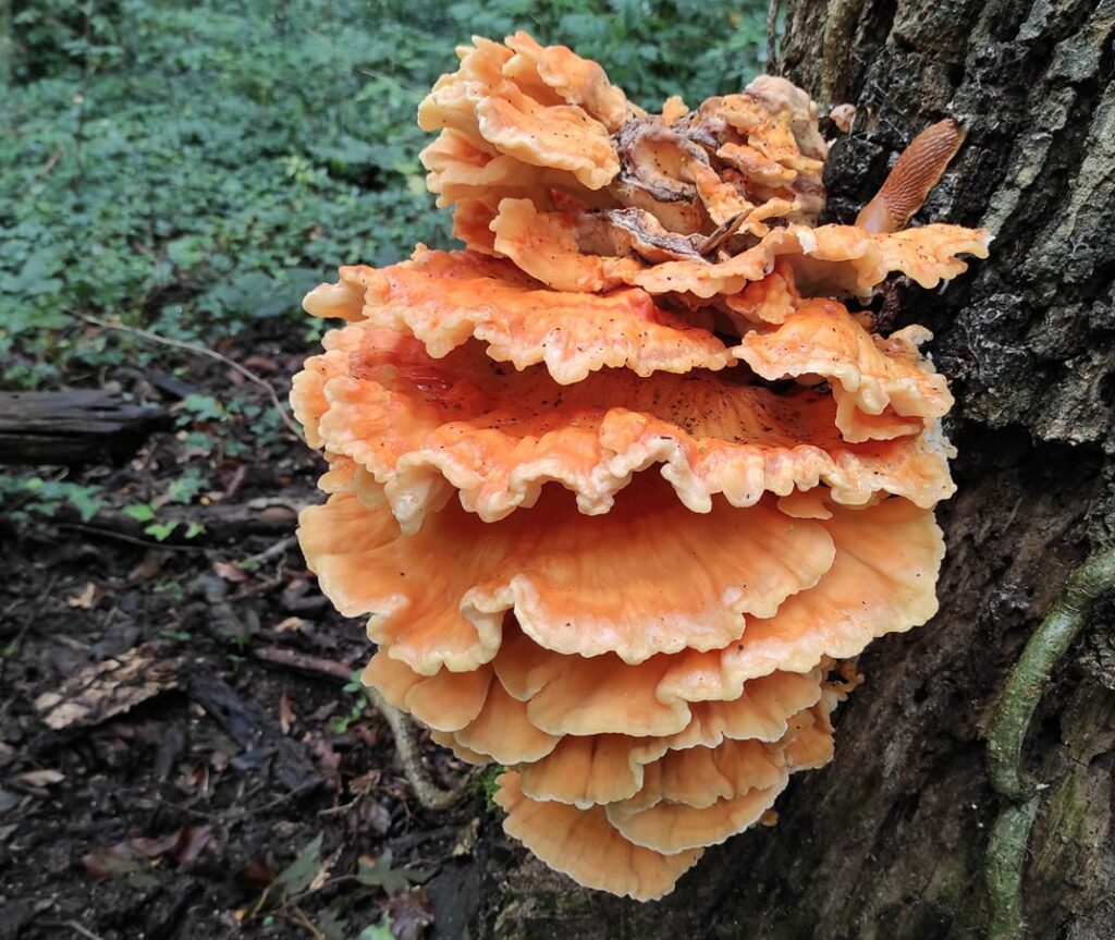 chicken of the woods