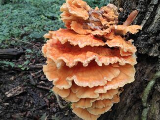 chicken of the woods