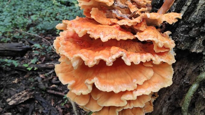 chicken of the woods