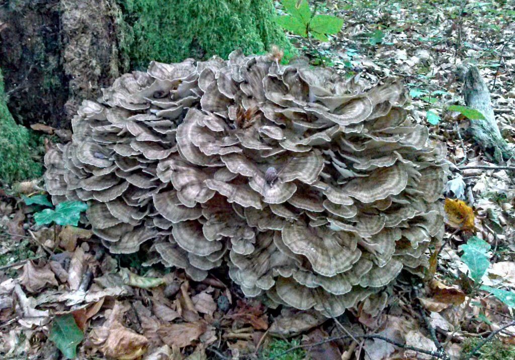 Hen of the Woods