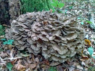 Hen of the Woods