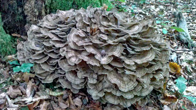 Hen of the Woods