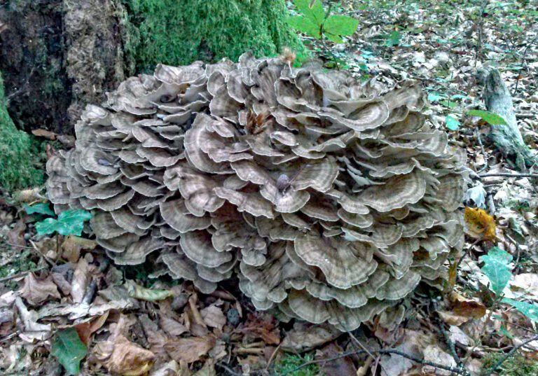 Where To Find Hen Of The Woods? MushroomStalkers