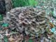 Hen of the Woods