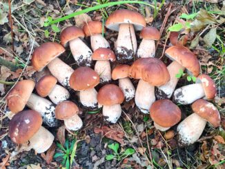 a group of King Boletes (Boletus edulis)