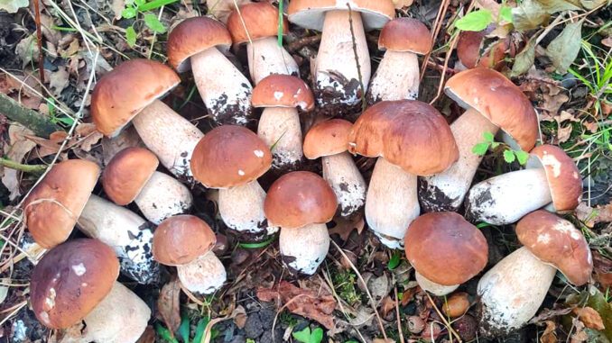a group of King Boletes (Boletus edulis) a group of King Boletes (Boletus edulis)