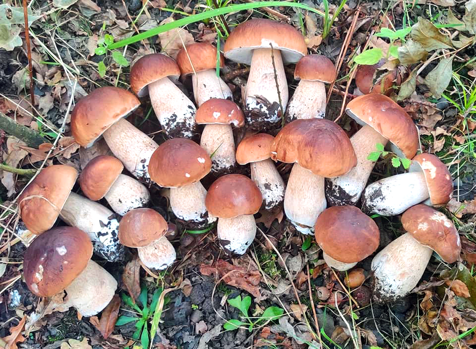 a group of King Boletes (Boletus edulis)