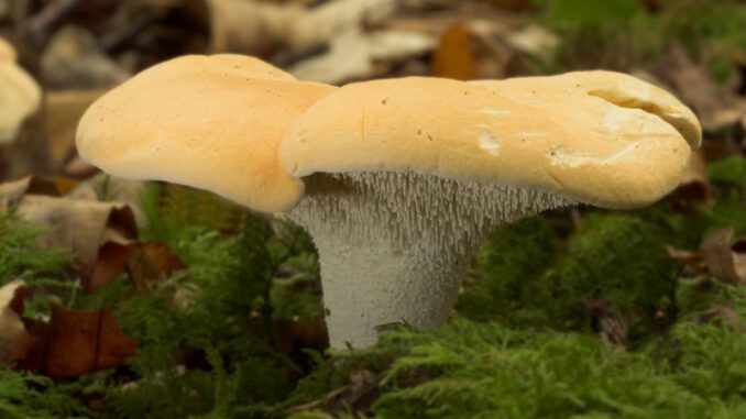 Hedgehog mushroom