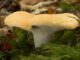 Hedgehog mushroom