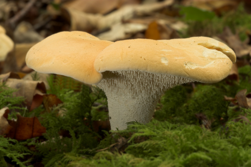 Where to find Hedgehog Mushrooms?