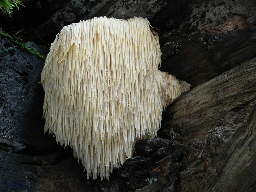 Where to find Lion's Mane? - Lion's Mane (Hericium erinaceus)
