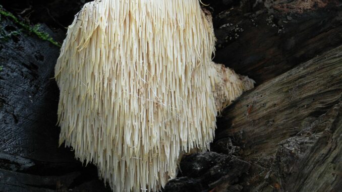 Lion's Mane (Hericium erinaceus)