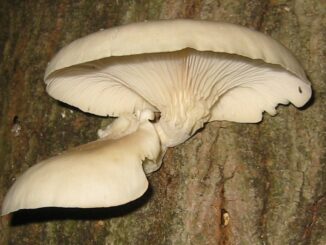 Oyster mushroom (Pleurotus ostreatus)