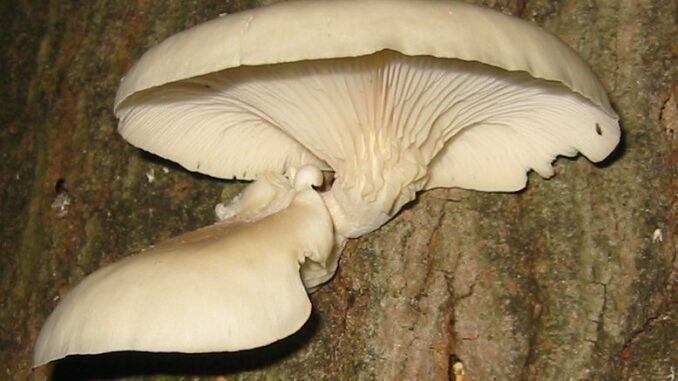 Oyster mushroom (Pleurotus ostreatus)