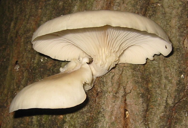 Oyster mushroom (Pleurotus ostreatus)