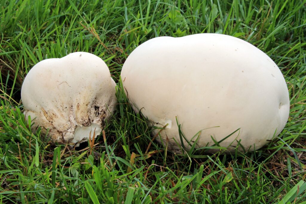 Where to find puffball - Calvatia Gigantea or giant puffball - by Holger Krisp