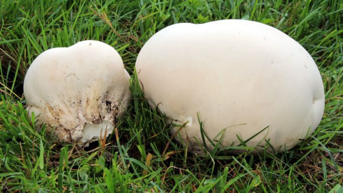 Calvatia Gigantea or giant puffball