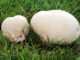 Calvatia Gigantea or giant puffball