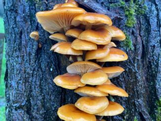 enoki (velvet shank)