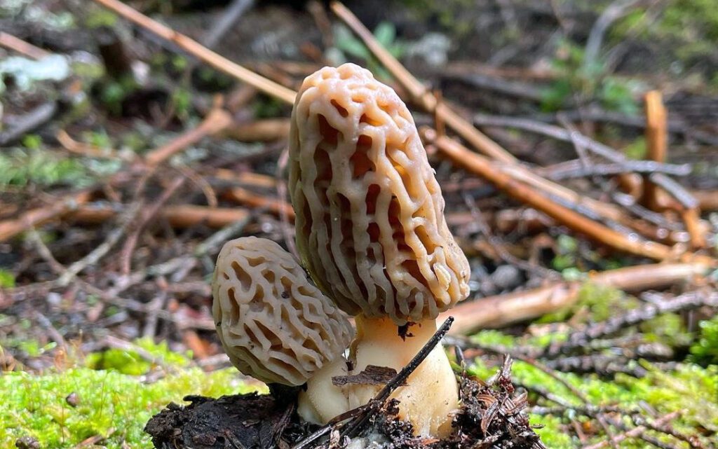 2 morels that took 10 days to grow