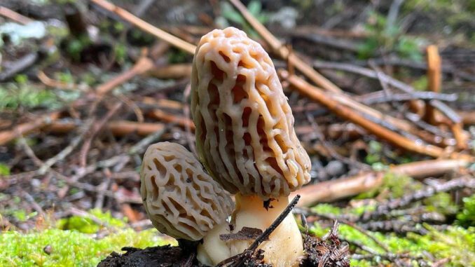 2 morels that took 10 days to grow