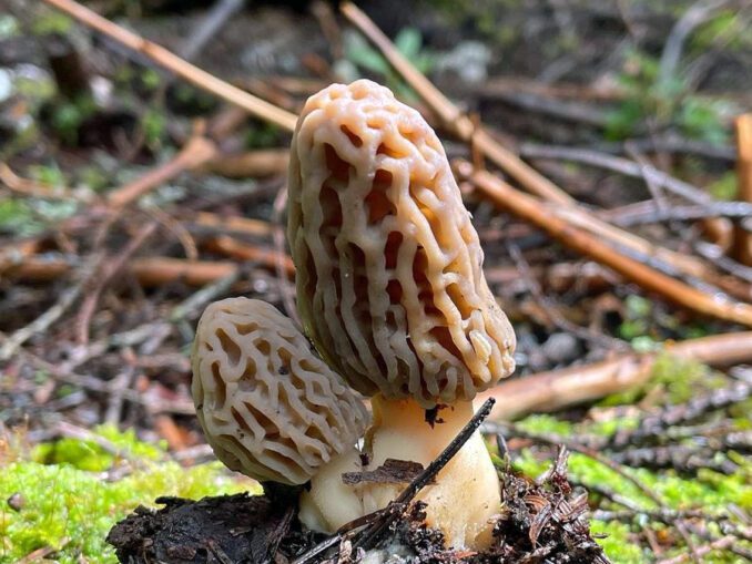 How To Cook Morel Mushrooms MushroomStalkers