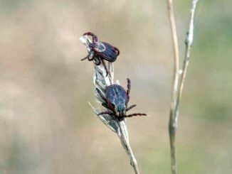 2 ticks on a stem, at the edge of the forest