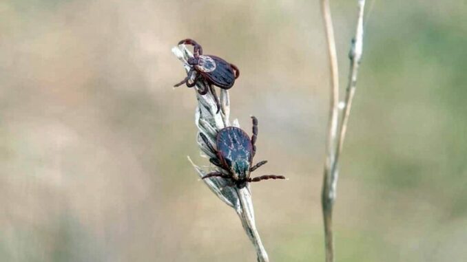 2 ticks on a stem, at the edge of the forest