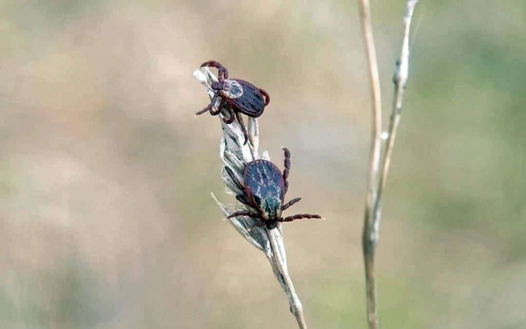 2 ticks on a stem, at the edge of the forest