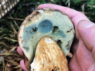 A Bolete that turns blue, so here it's not a King Bolete.