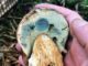 A Bolete that turns blue, so here it's not a King Bolete.