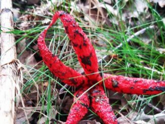 A Devil's fingers mushroom (Clathrus archeri) in the grass