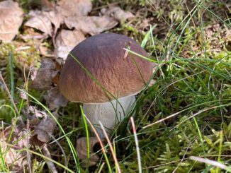 A King Bolete (fall season 2021)