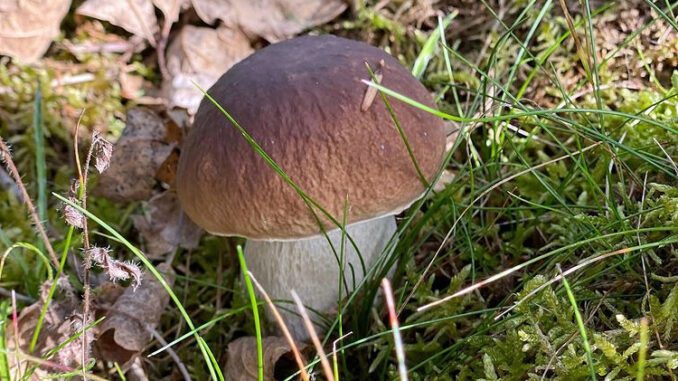 A King Bolete (fall season 2021)