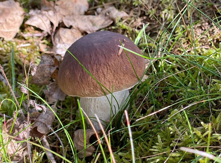 A King Bolete (fall season 2021)