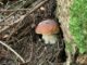 A King Bolete under a conifer tree.