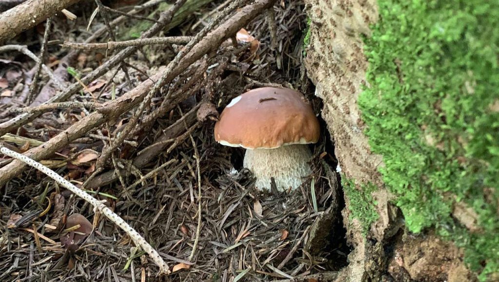 A King Bolete under a conifer tree.