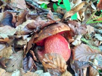 A Scarletina Bolete (Neoboletus luridiformis)