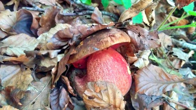 A Scarletina Bolete (Neoboletus luridiformis)